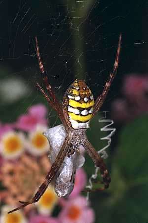 spider3.jpg (13356 bytes)